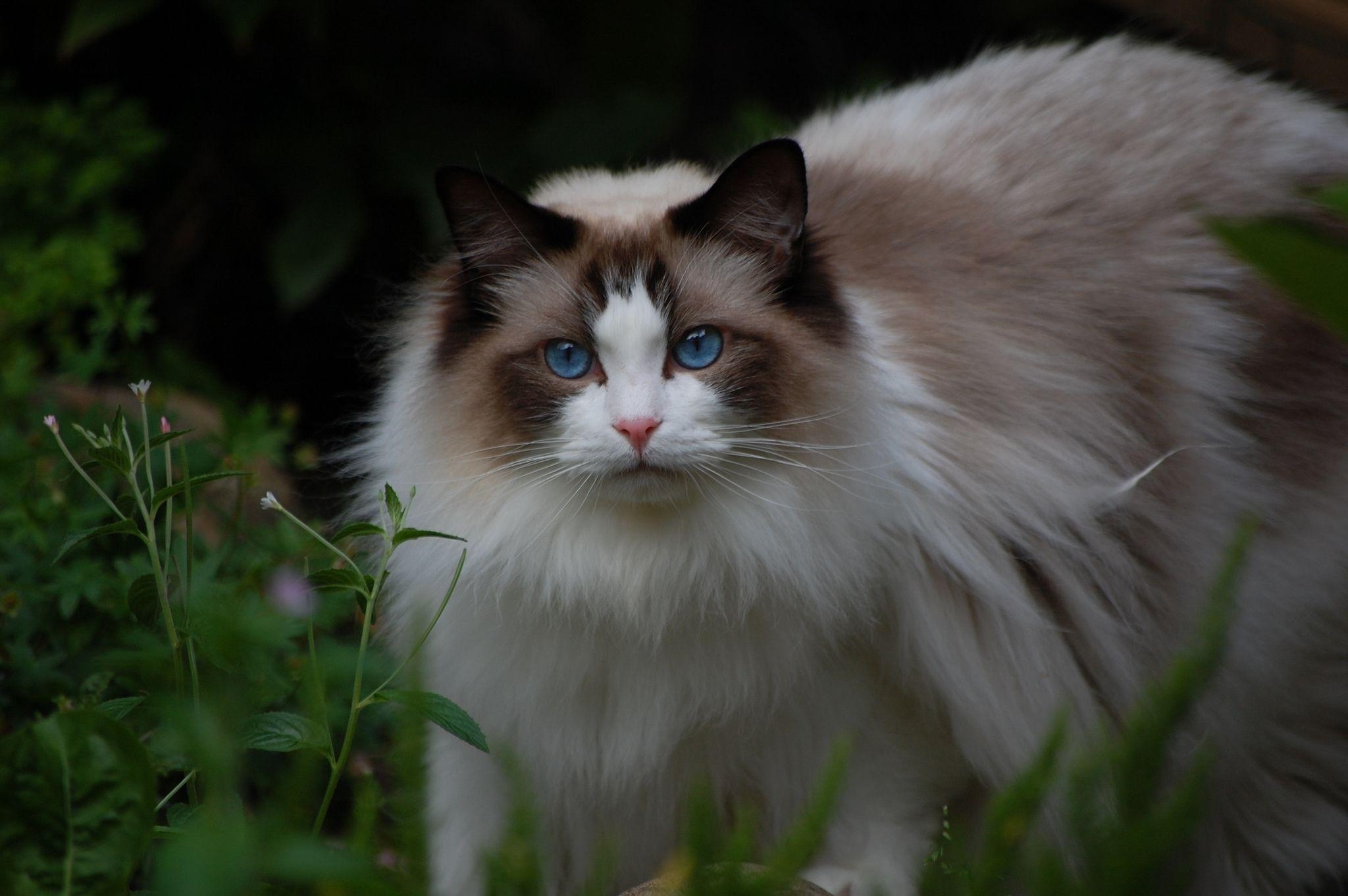 Ragdoll, Katze, Hintergrund, Sommer, Rassen, 2050x1370 HD Desktop