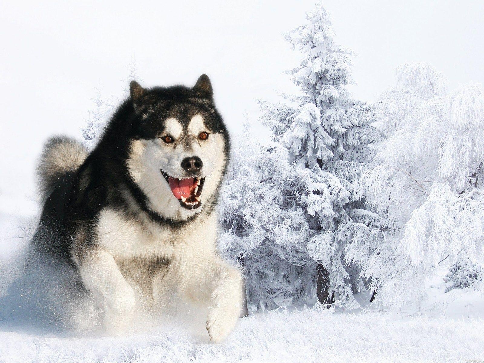 Sibirischer Husky, HD Hintergrund, Tierwelt, Canidae, Haustier, 1600x1200 HD Desktop