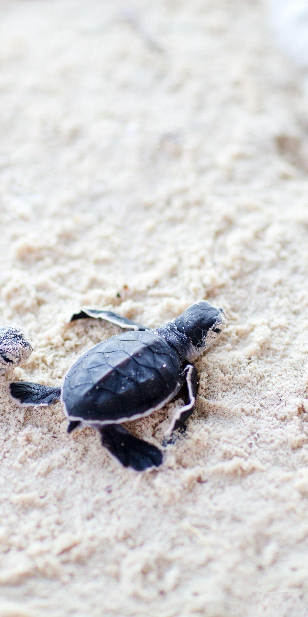 Süße Schildkröte, Tierwelt, Wasser, Reptilien, exotisch, 1080x2160 HD Handy