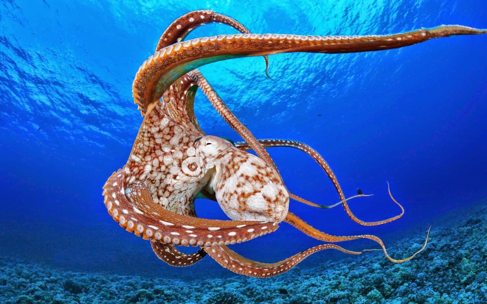 Oktopus, Meerestier, Bild, Kreatur, Natur, 1600x1000 HD Desktop