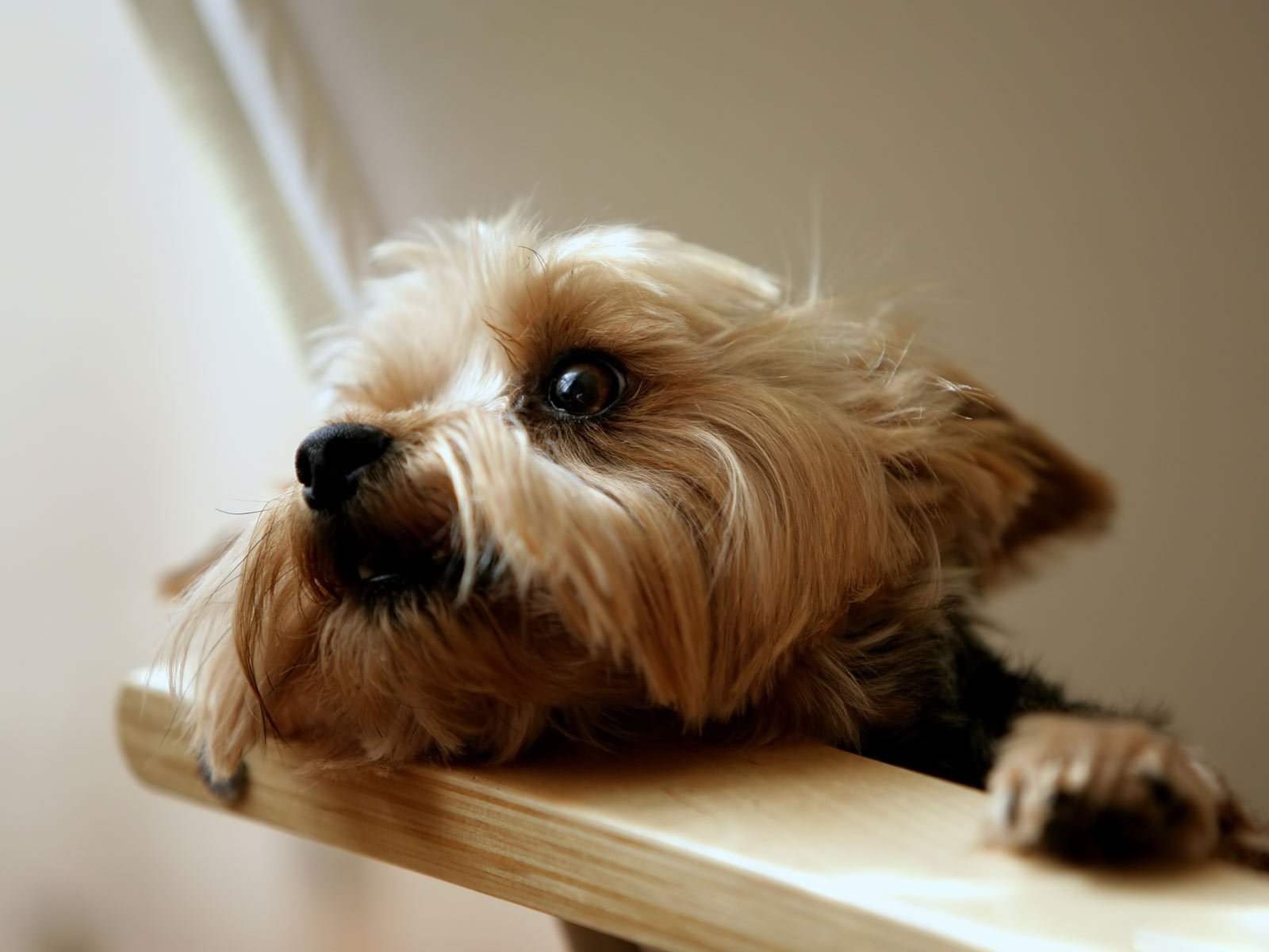 Yorkshire Terrier, P33A72, Hintergrund, Haustier, Tierbild, 1600x1200 HD Desktop