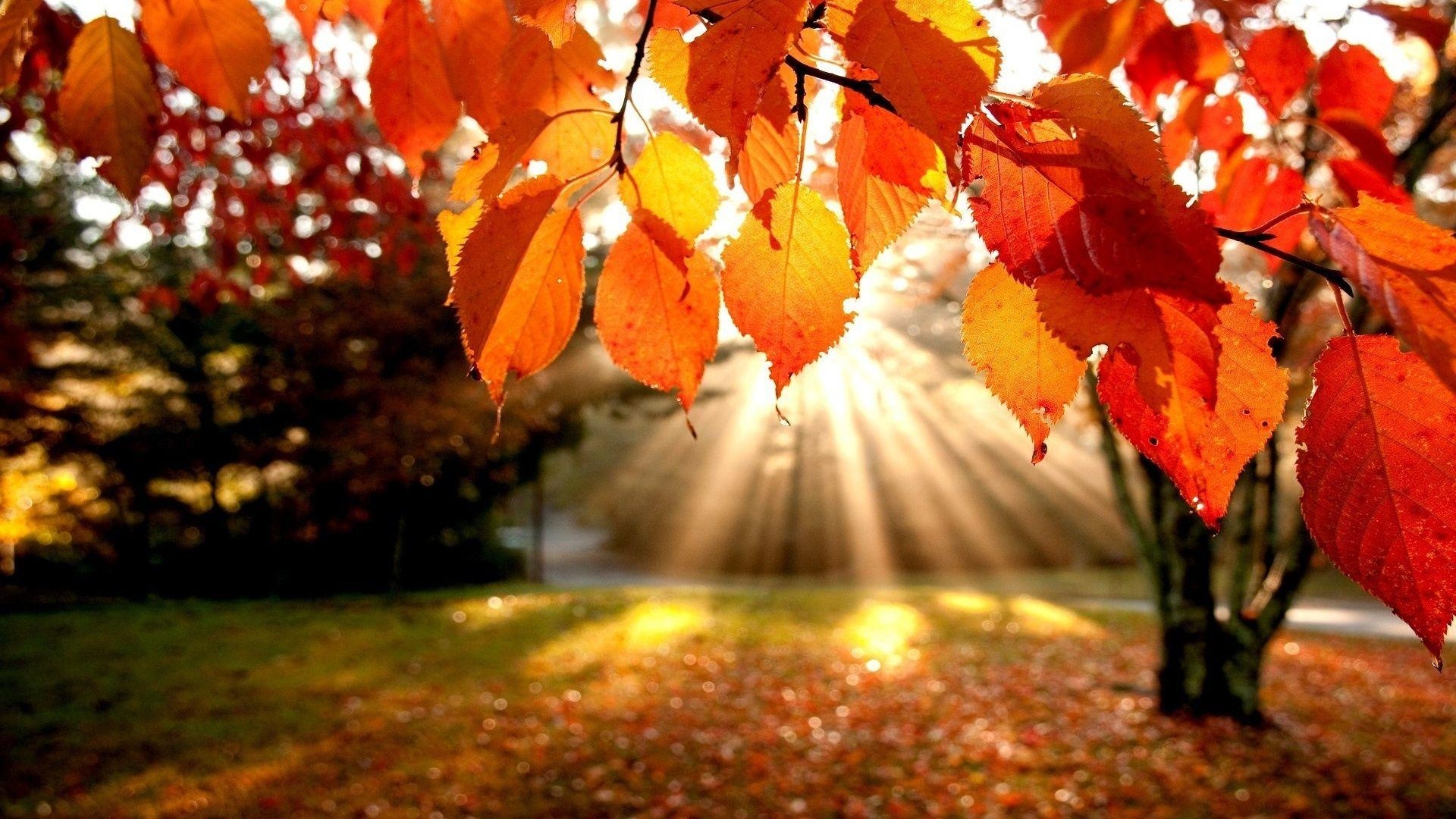 Herbst, Kostenlos, HD, Lebendig, Bildschirm, 1920x1080 Full HD Desktop