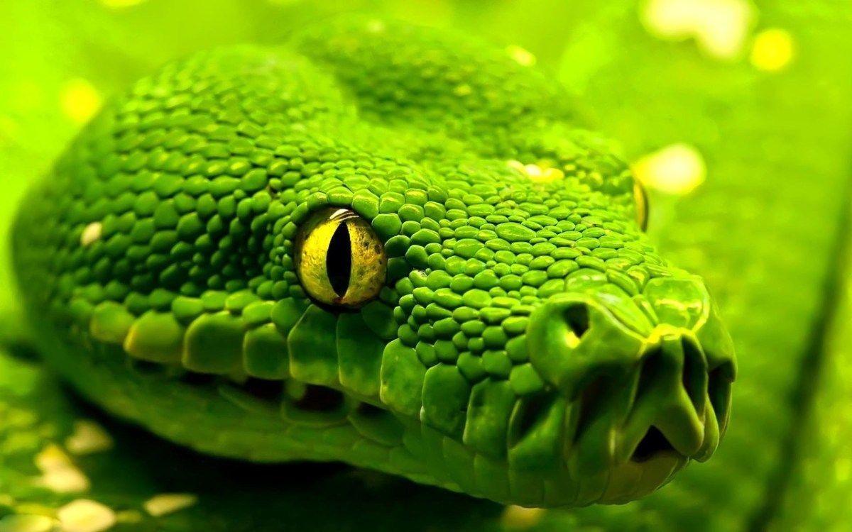 Exotische Schlange, Tiere, Wallpaper, Reptilien, Bild, 1200x750 HD Desktop