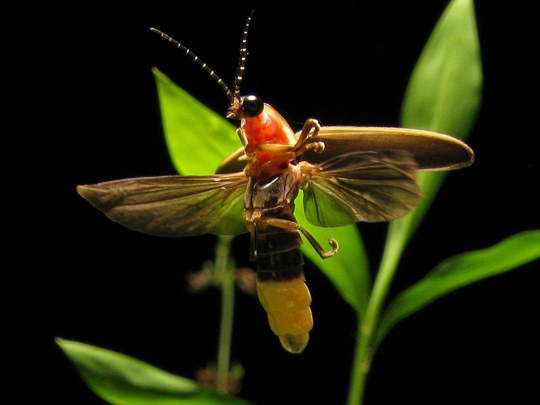 Glühwürmchen, Nacht, Leuchtkäfer, Insekten, Natur, 1080x810 HD Desktop