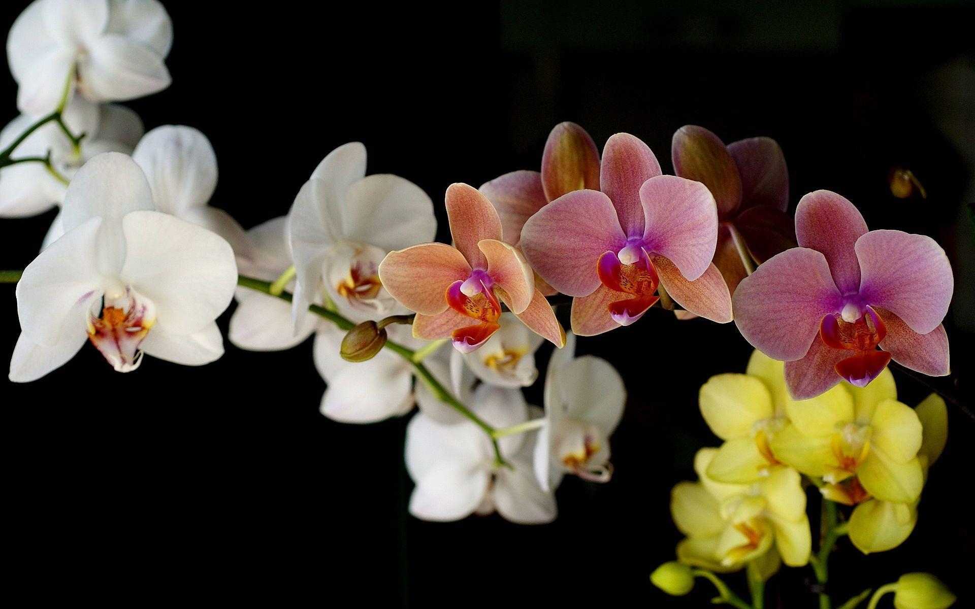 Orchidee, Natur, Hintergrund, Blumenbild, 24558 px, 1920x1200 HD Desktop