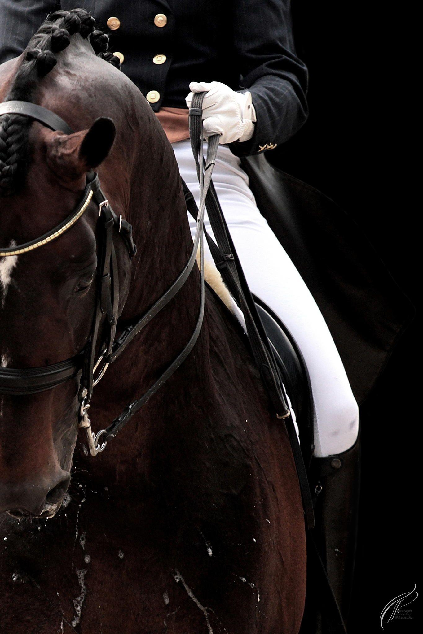 Dressur, Fotografie, Pferde, Reitsport, equestrian, 1370x2050 HD Handy