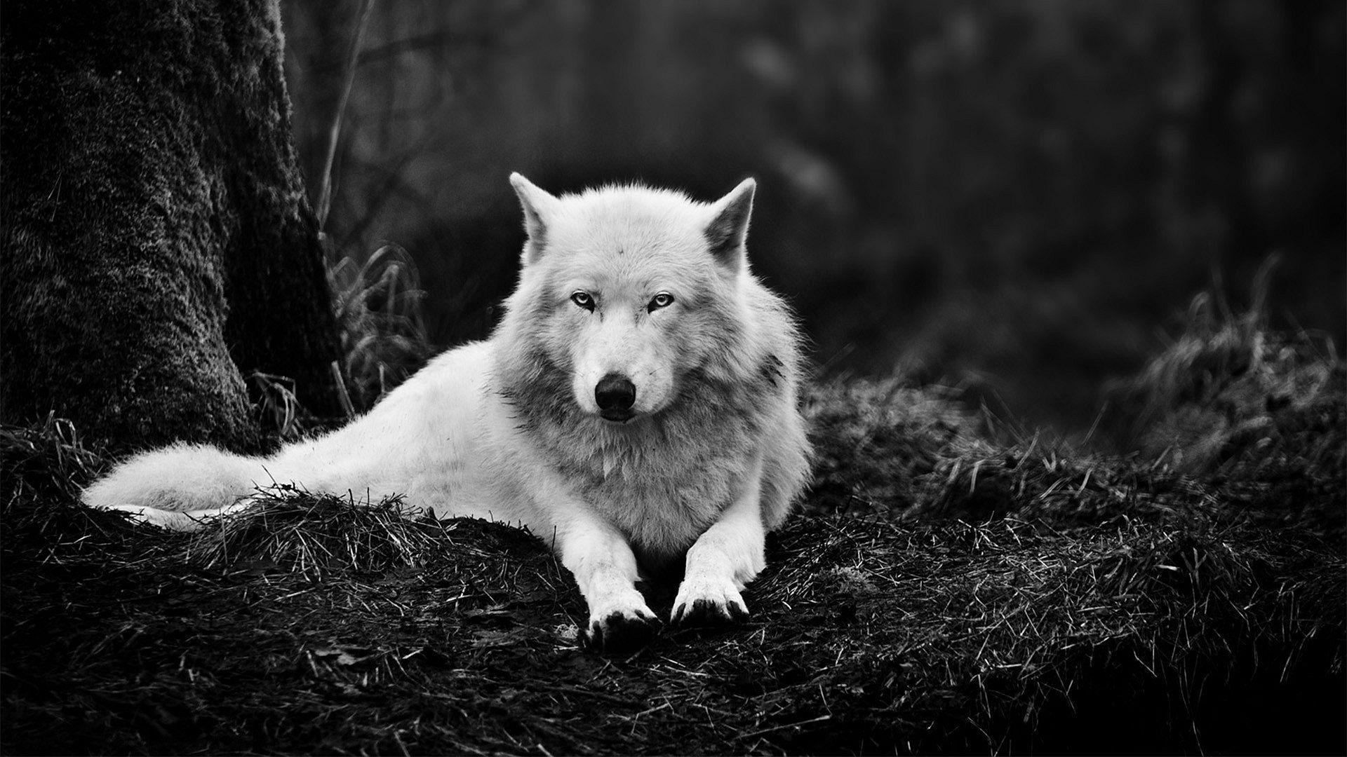 Wolf, Tier, kostenlos, hoher Qualität, Hintergrund, 1920x1080 Full HD Desktop