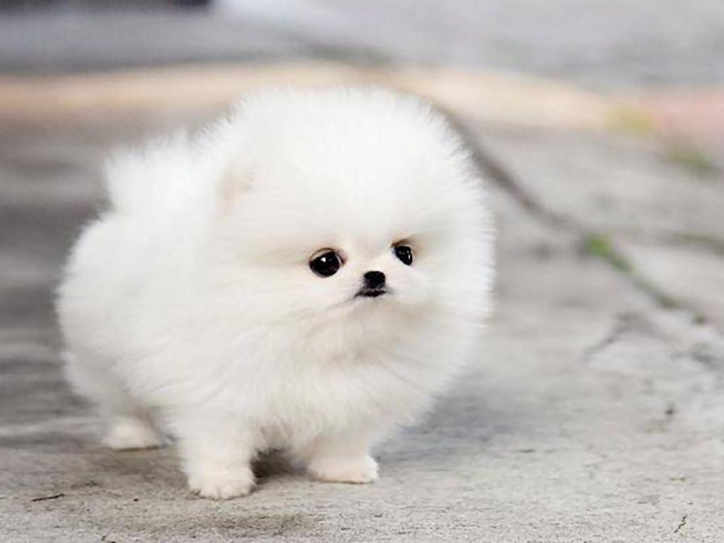 Teetasse Pomeranian, Miniatur, Hunde, Tiere, Flauschig, 1030x770 HD Desktop