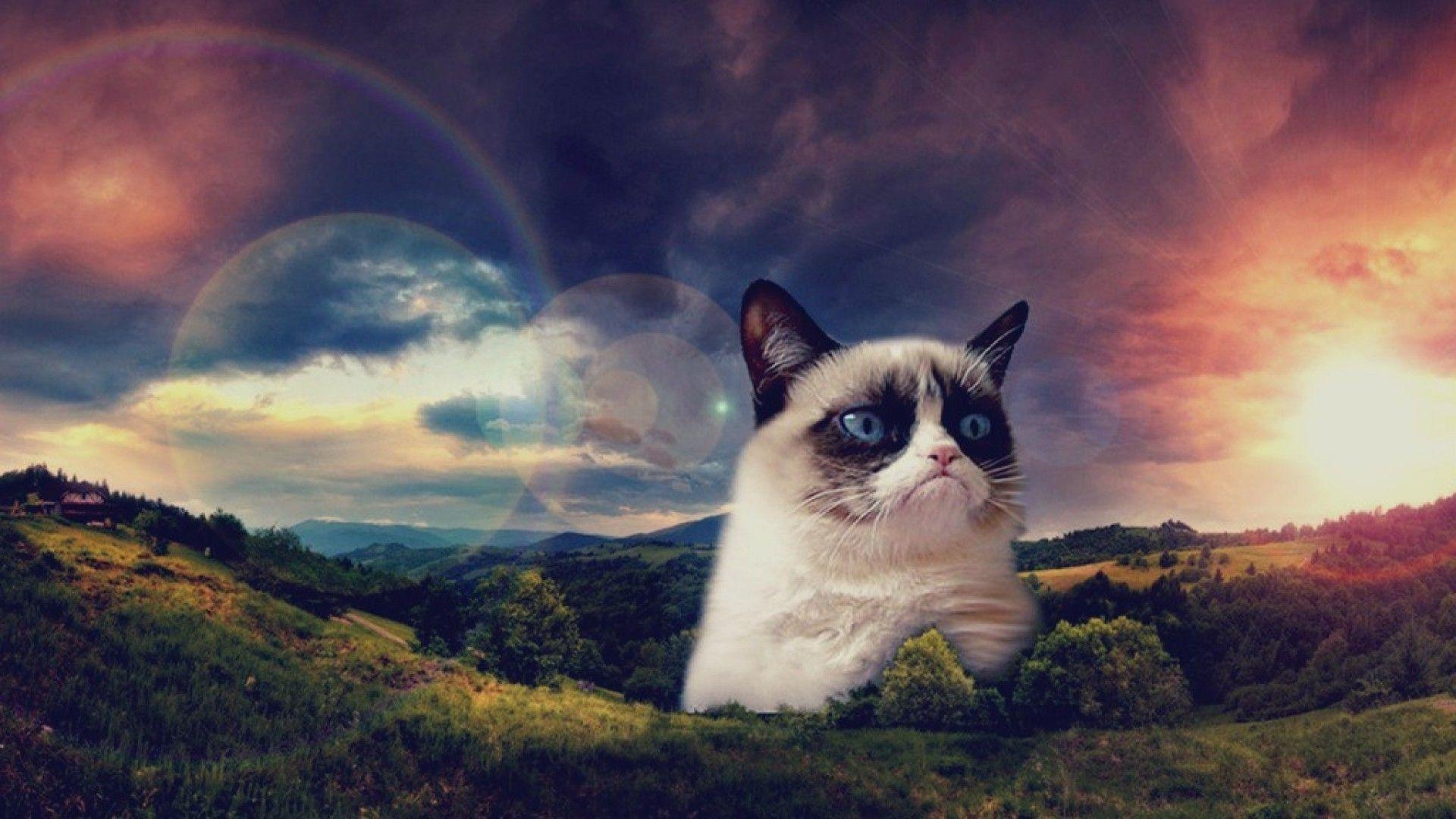 Grumpy Cat, lustig, kostenlos, HD, Hintergrund, 1920x1080 Full HD Desktop