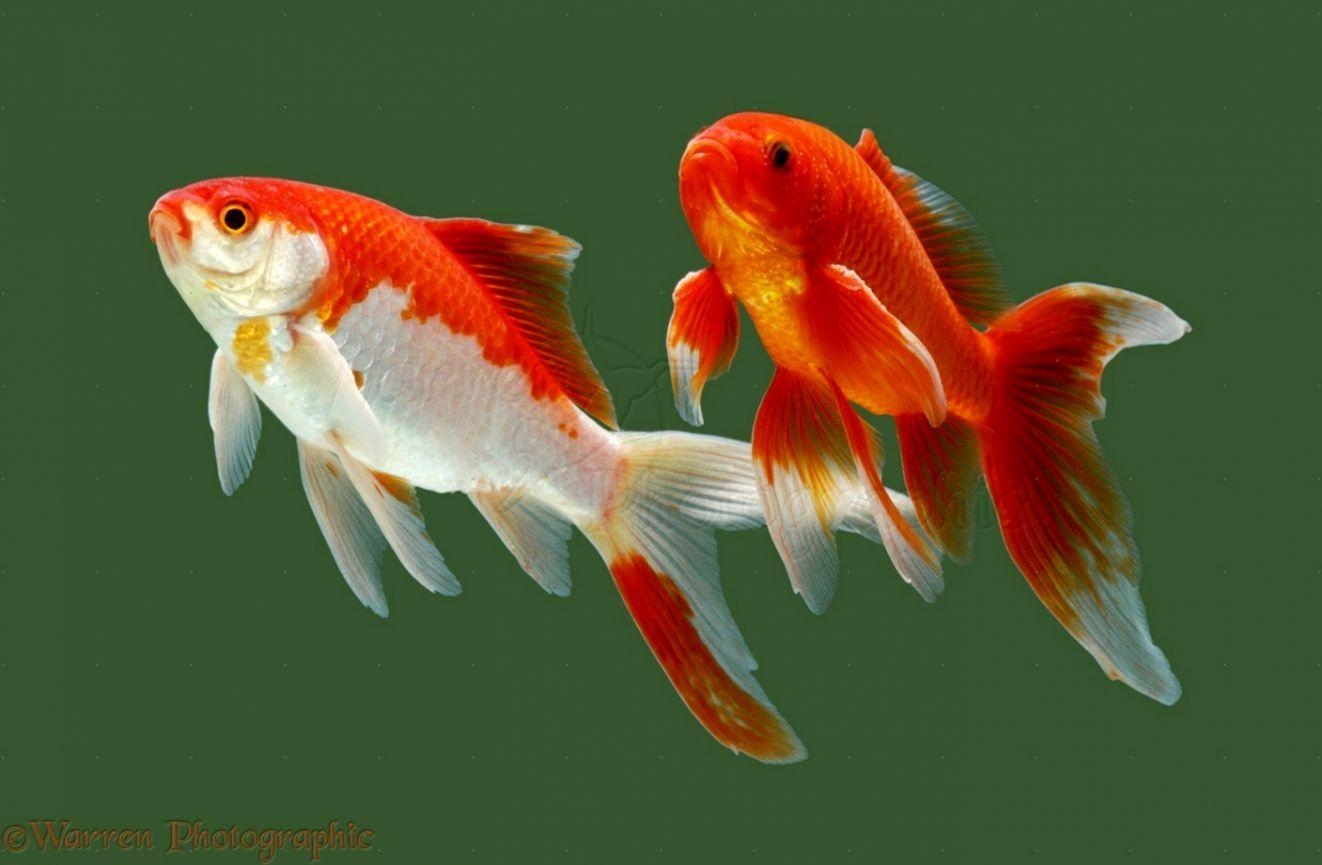 Goldfisch, Aquarium, HD, Wasserwelt, Fische, 1330x870 HD Desktop