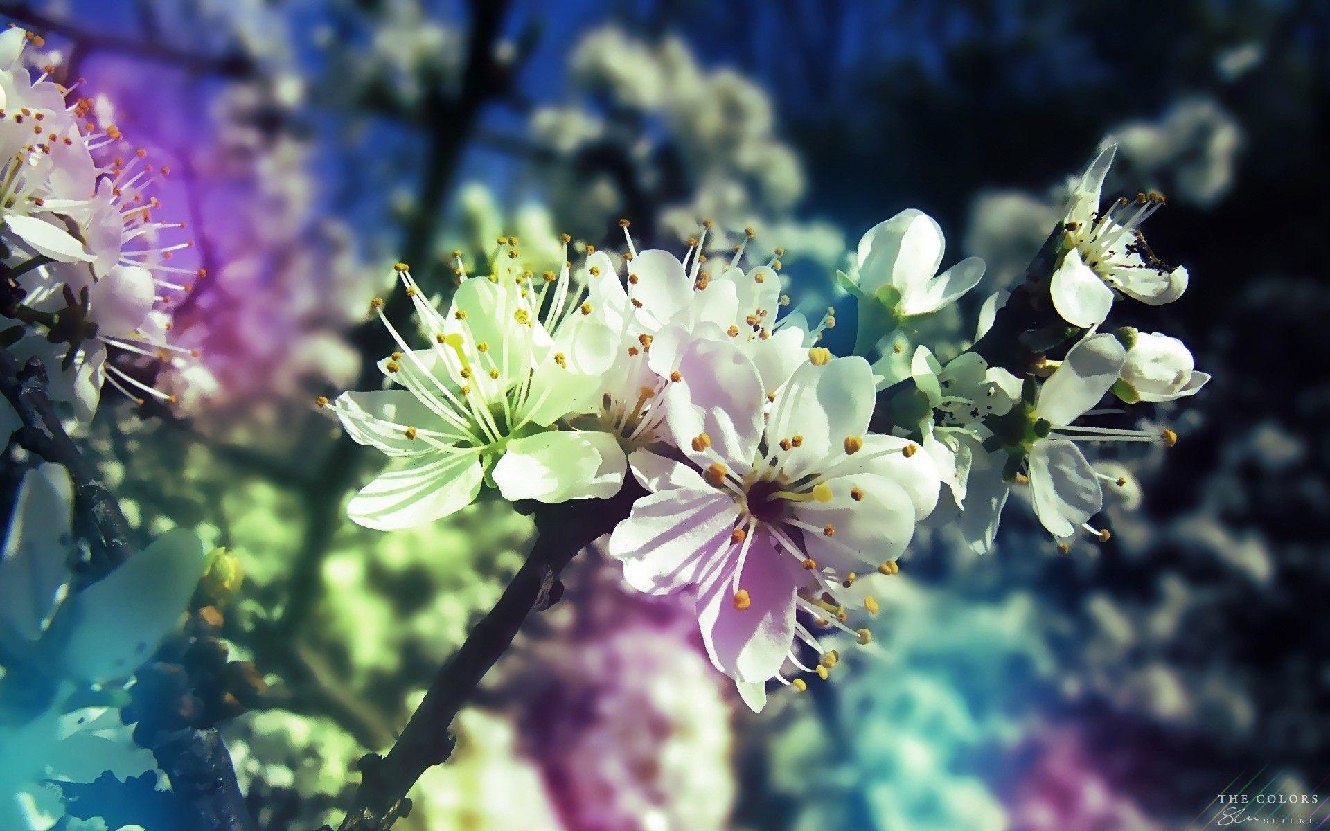 Atemberaubend, Frühling, Landschaft, Natur, HD, 1920x1200 HD Desktop