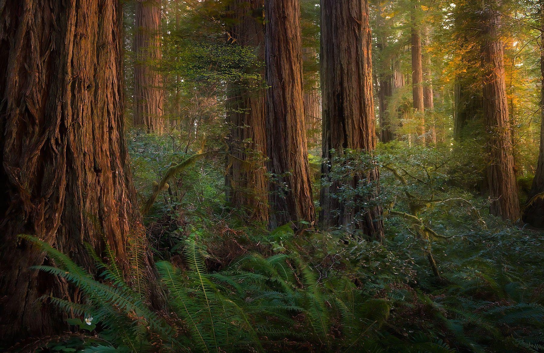 Sonnenwald, Fotografie, Redwood, Kalifornien, Marc Adamus, 1800x1170 HD Desktop