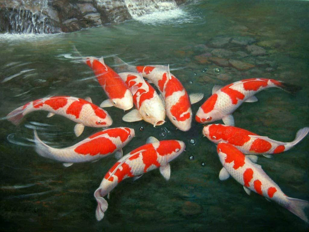 Koi, Lebendig, Für PC, Hintergrund, Farbenprächtig, 1030x770 HD Desktop