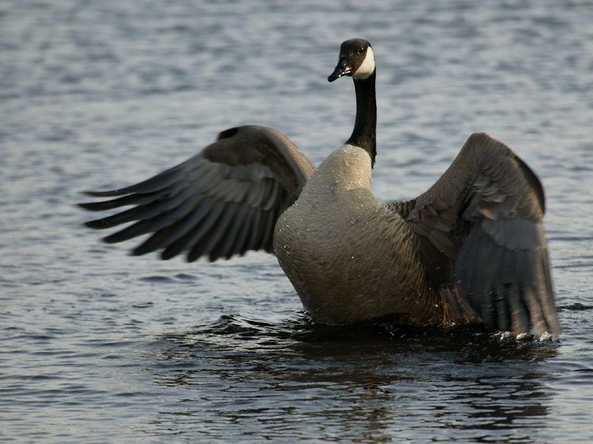 Gänse, Tiere, Natur, Gefieder, Hintergrund, 1160x870 HD Desktop