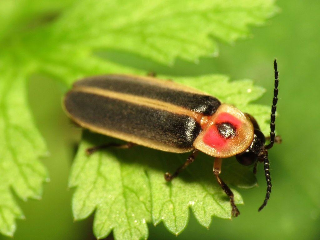 Glühwürmchen, Informationen, Natur, Insekt, Leuchtkäfer, 1030x770 HD Desktop