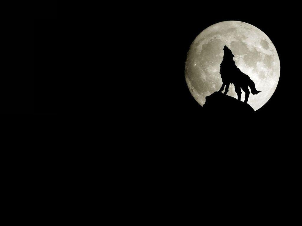 Wolf, Mond, Heulen, Nacht, Wildnis, 1030x770 HD Desktop