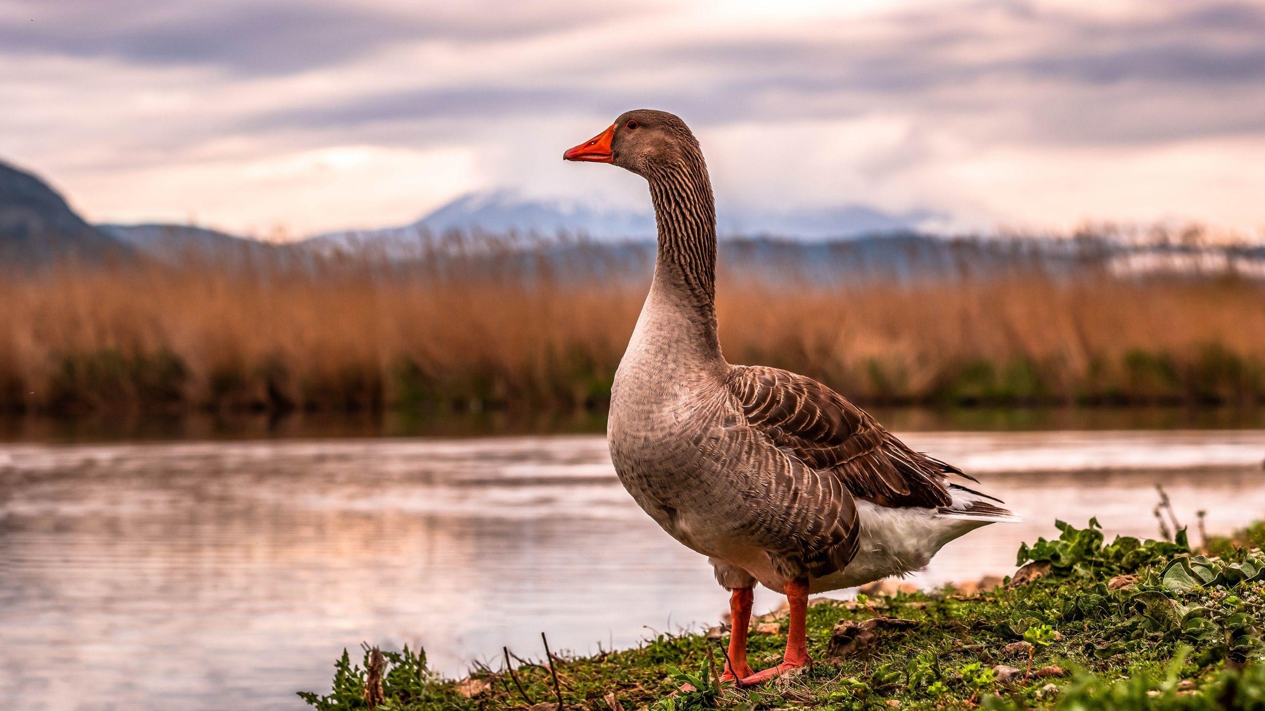 Gänse Vögel Tiere Desktop, 2560x1440 HD Desktop