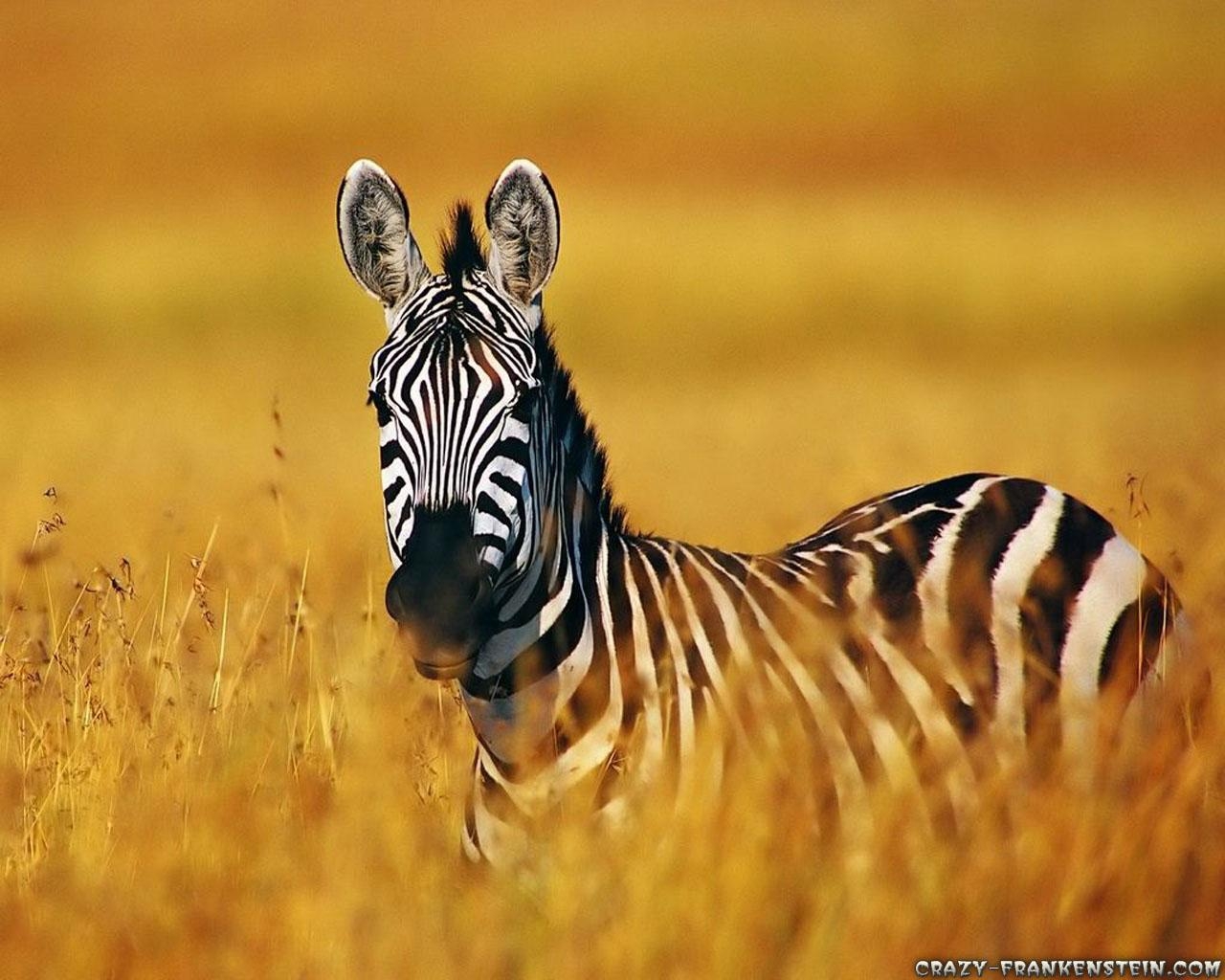 Zebra, HD, Desktop, Hintergrund, Natur, 1280x1030 HD Desktop