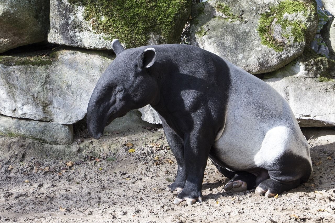 Tapir, Tierbild, Kostenlos, Dschungel, Tierwelt, 1280x860 HD Desktop