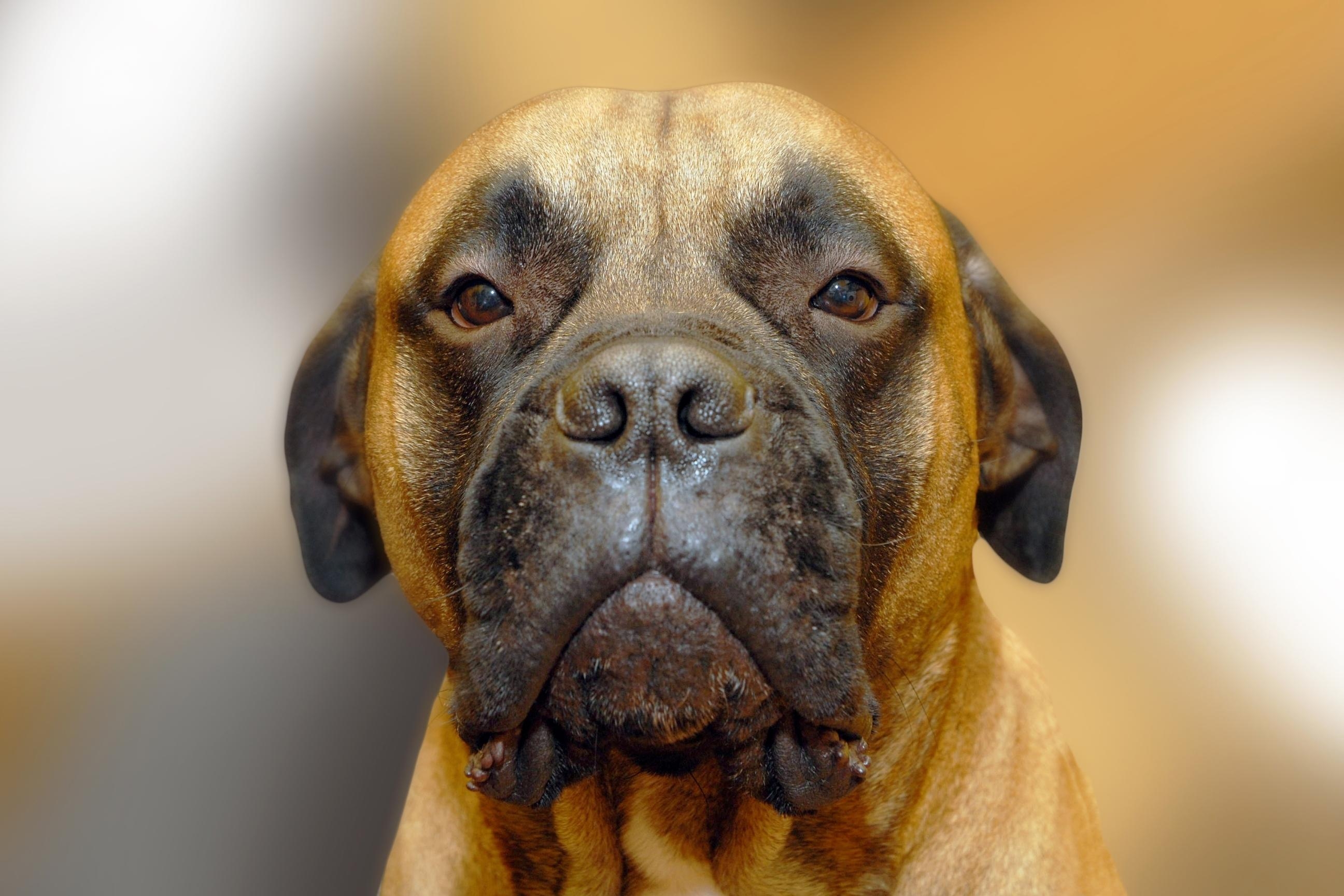 Bullmastiff, HD, Hund, Hintergrund, Tierbild, 2600x1730 HD Desktop