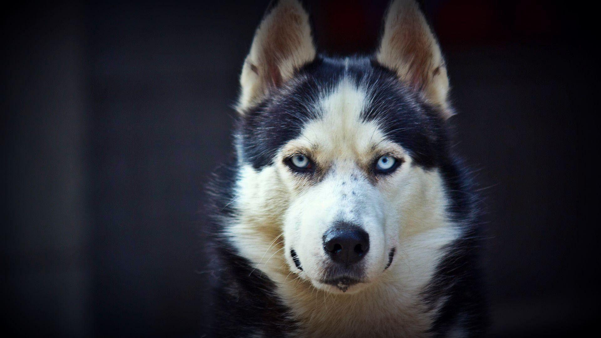 Sibirischer Husky, Wallpaper, Hundefotos, Tiere, Bilder, 1920x1080 Full HD Desktop