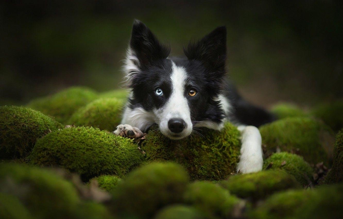 Border Collie, Gesicht, Moos, Hund, Tier, 1340x850 HD Desktop