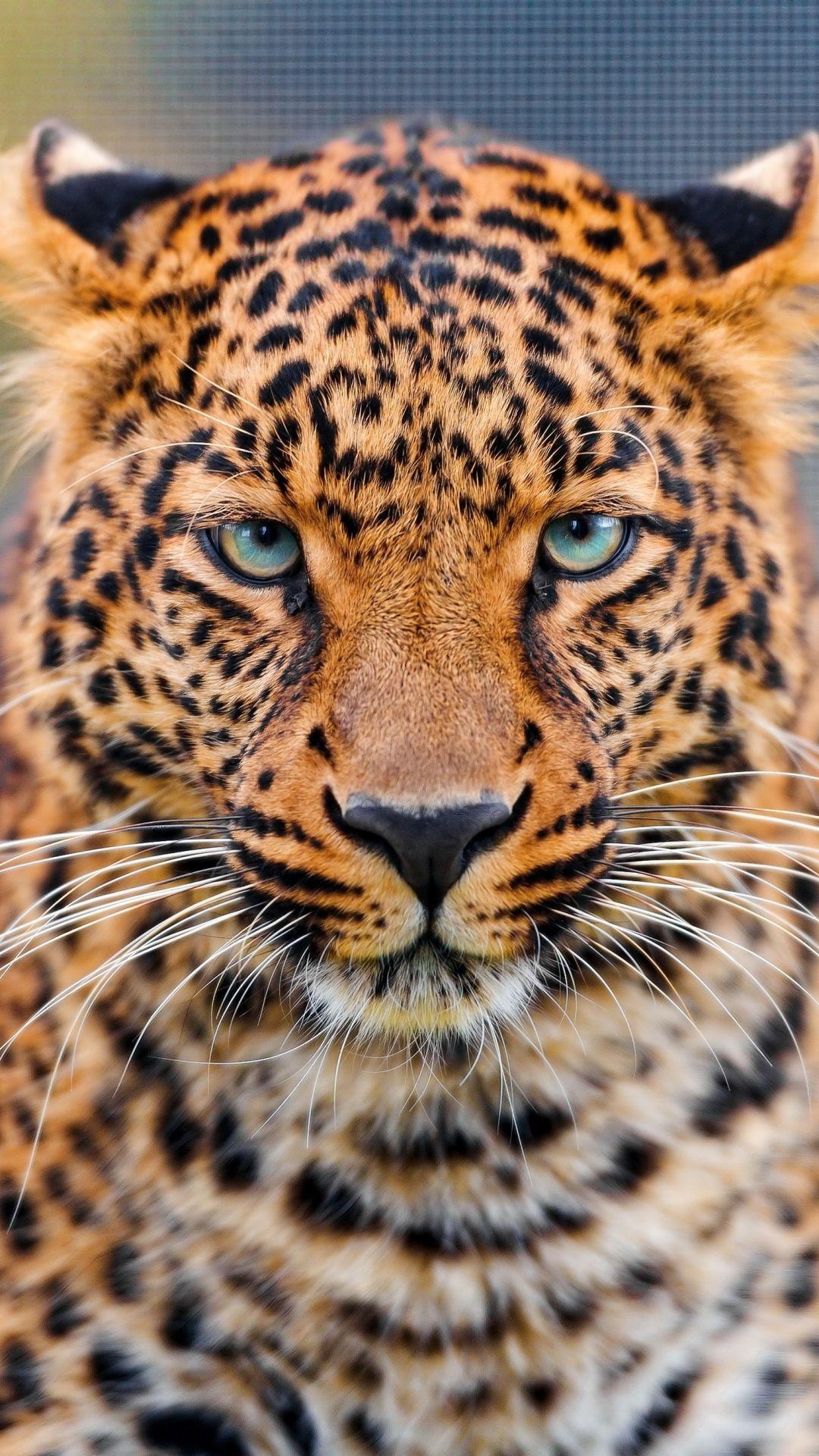 Gepard, Tiere, Hintergrund, R8U8A25, wild, 1080x1920 Full HD Handy