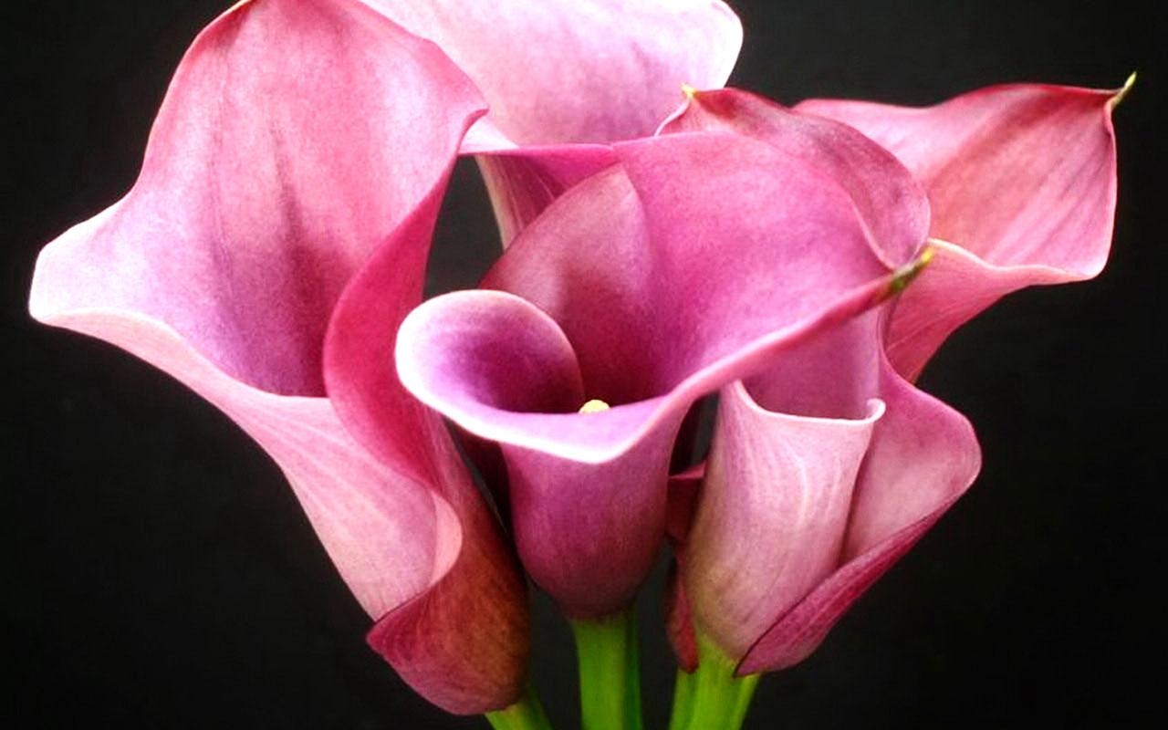 Calla-Lilie, Blumen, Natur, Schönheit, Eleganz, 1280x800 HD Desktop