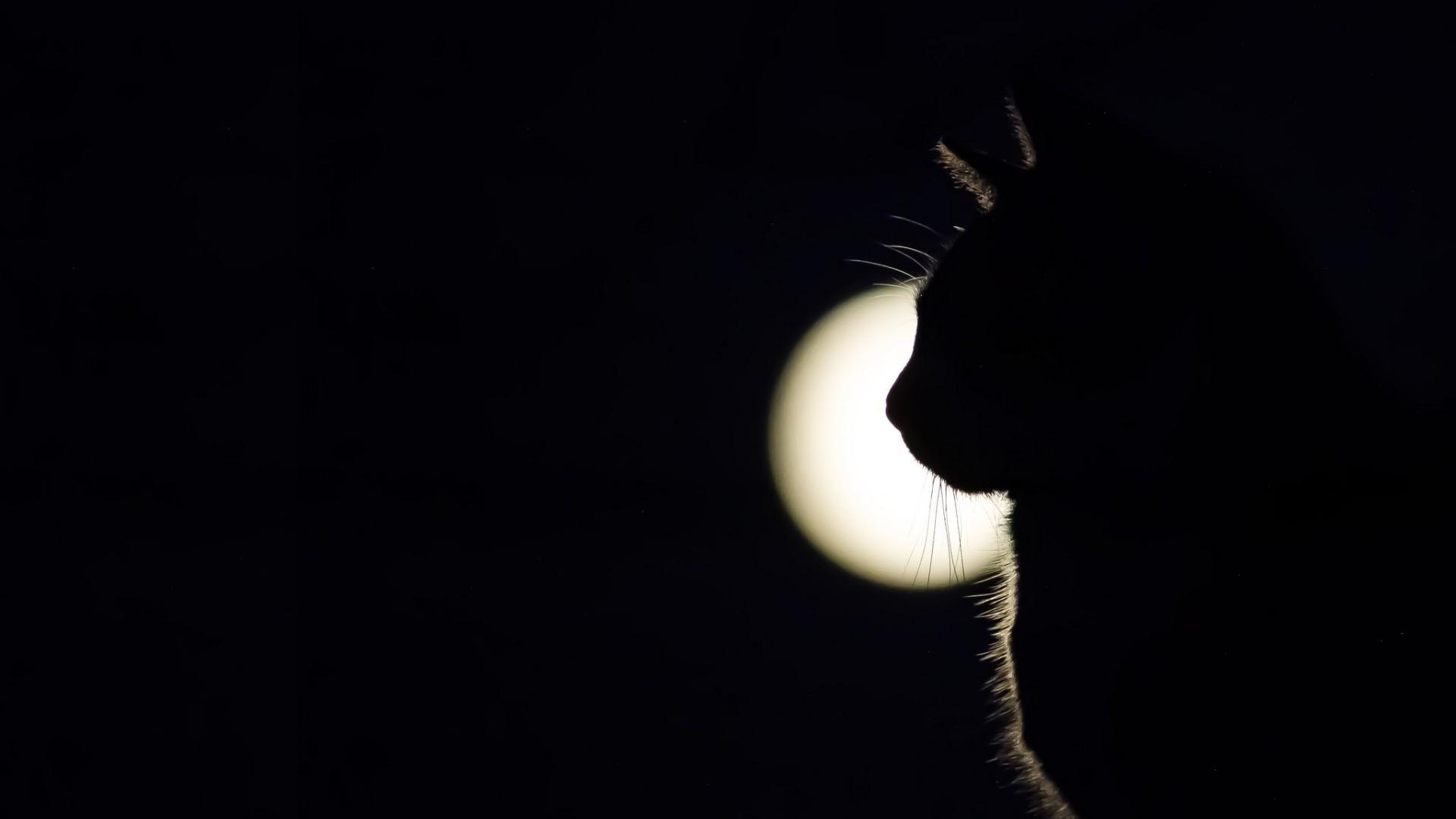 Katze, Vollmond, Nacht, Studio, 10, 1920x1080 Full HD Desktop