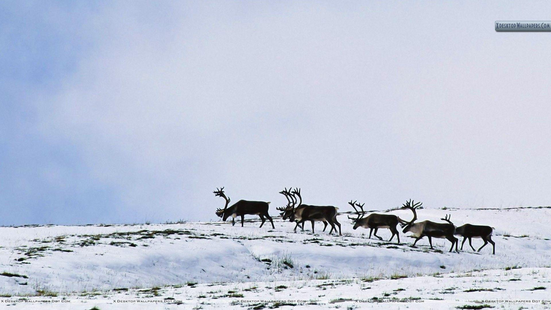 Karibu, Natur, Tiere, Hintergrund, Wald, 1920x1080 Full HD Desktop