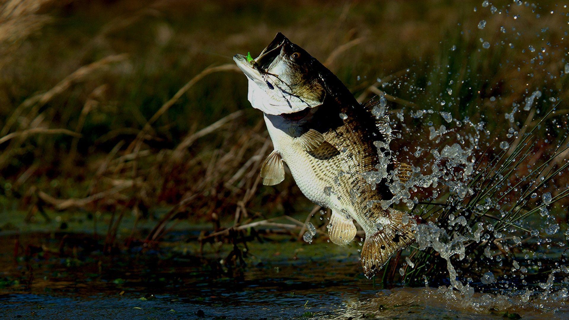 Großmaulbarsch, Angeln, Bildschirmschoner, Fisch, Natur, 1920x1080 Full HD Desktop