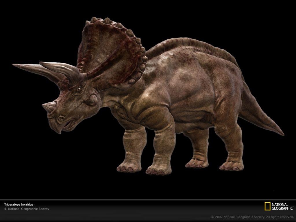 Triceratops Tapete Dinosaurier Foto Download, 1030x770 HD Desktop