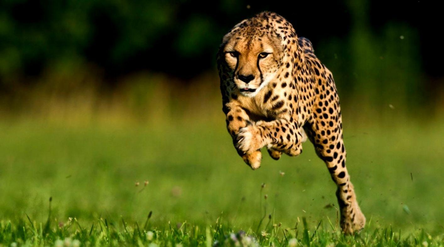 Gepard, Wild, Tier, Geschwindigkeit, Afrika, 1420x790 HD Desktop