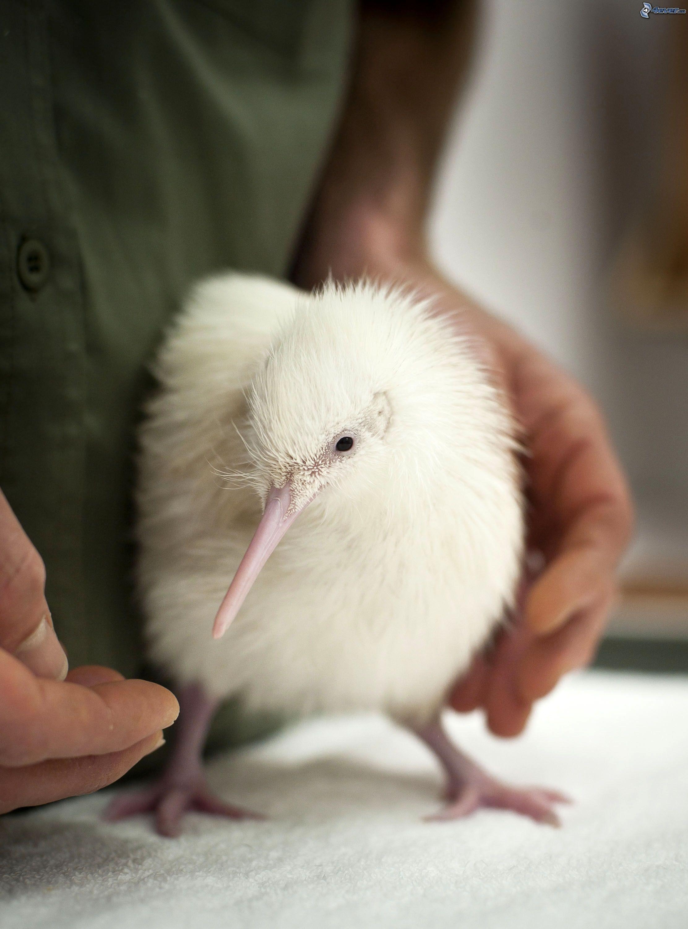 Kiwi Vogel, Neuseeland, nachtaktiv, Tier Lebensraum, Wildlife, 2230x3000 HD Handy