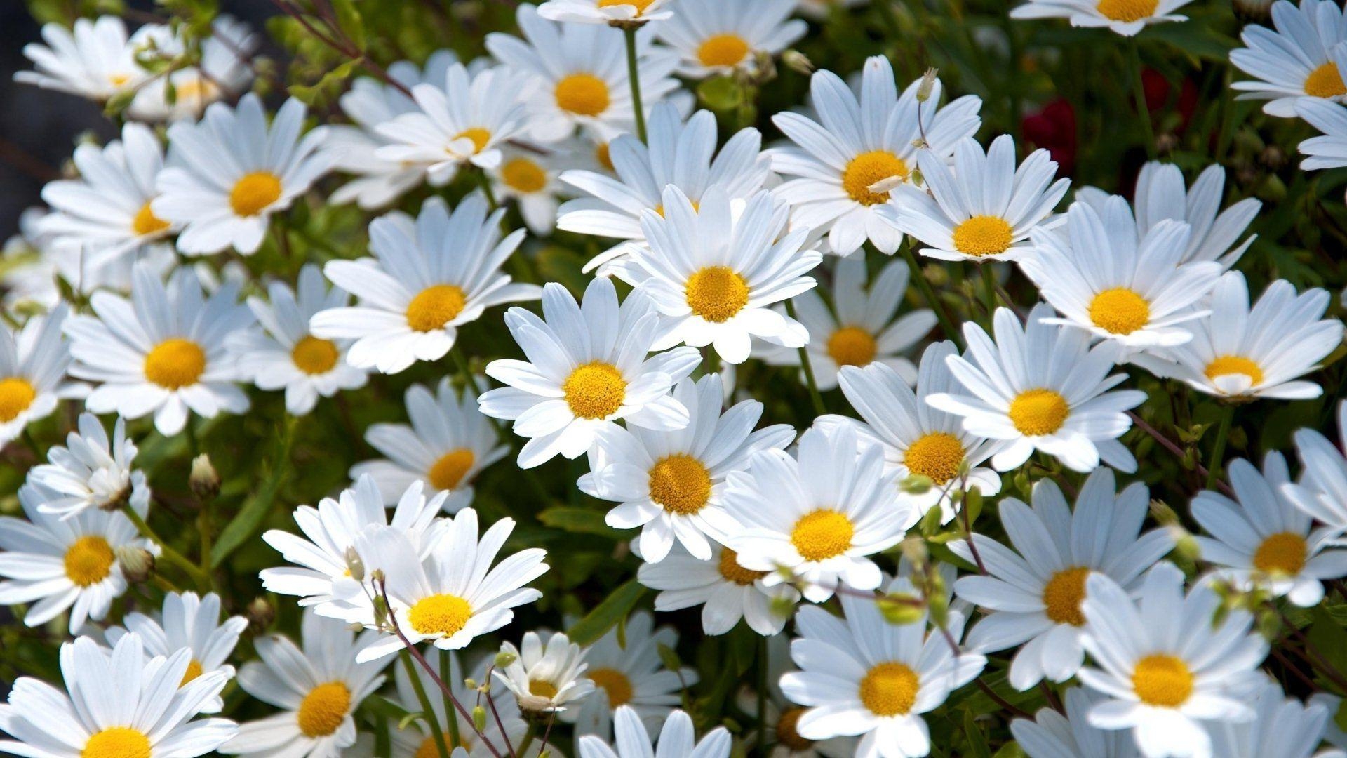 Gänseblümchen, HD, Hintergrund, Natur, Blume, 1920x1080 Full HD Desktop