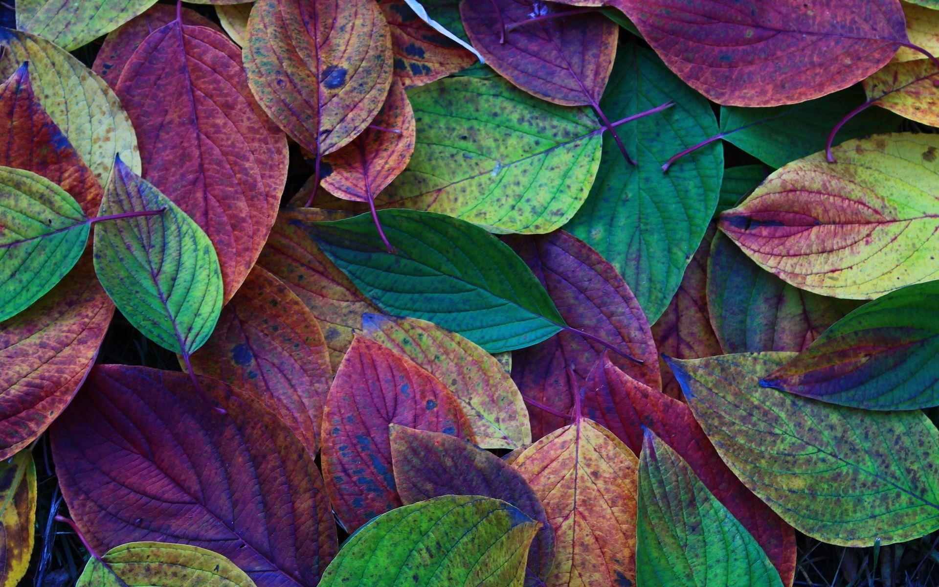 Kostenlose Herbstblätter, Natur, Desktop, Hintergrund, Download, 1920x1200 HD Desktop