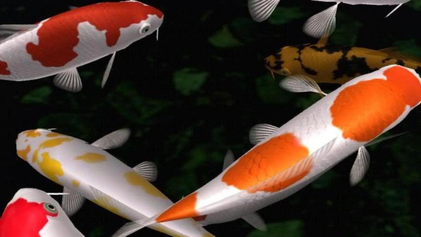 Koi, Fische, HD, Kostenlos, Tapeten, 1370x770 HD Desktop