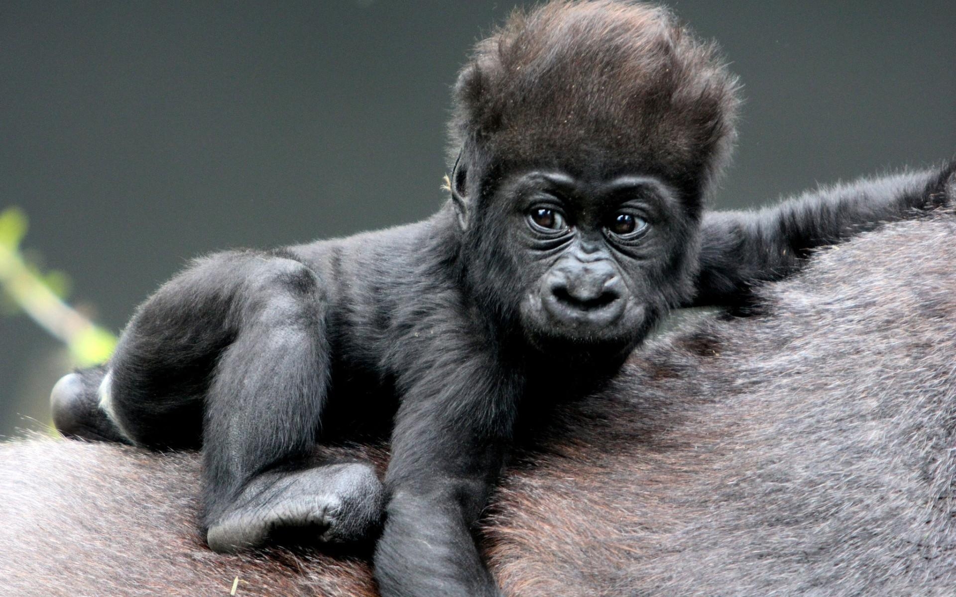 Gorilla, Baby, Tiere, Hintergrund, Bild, 1920x1200 HD Desktop