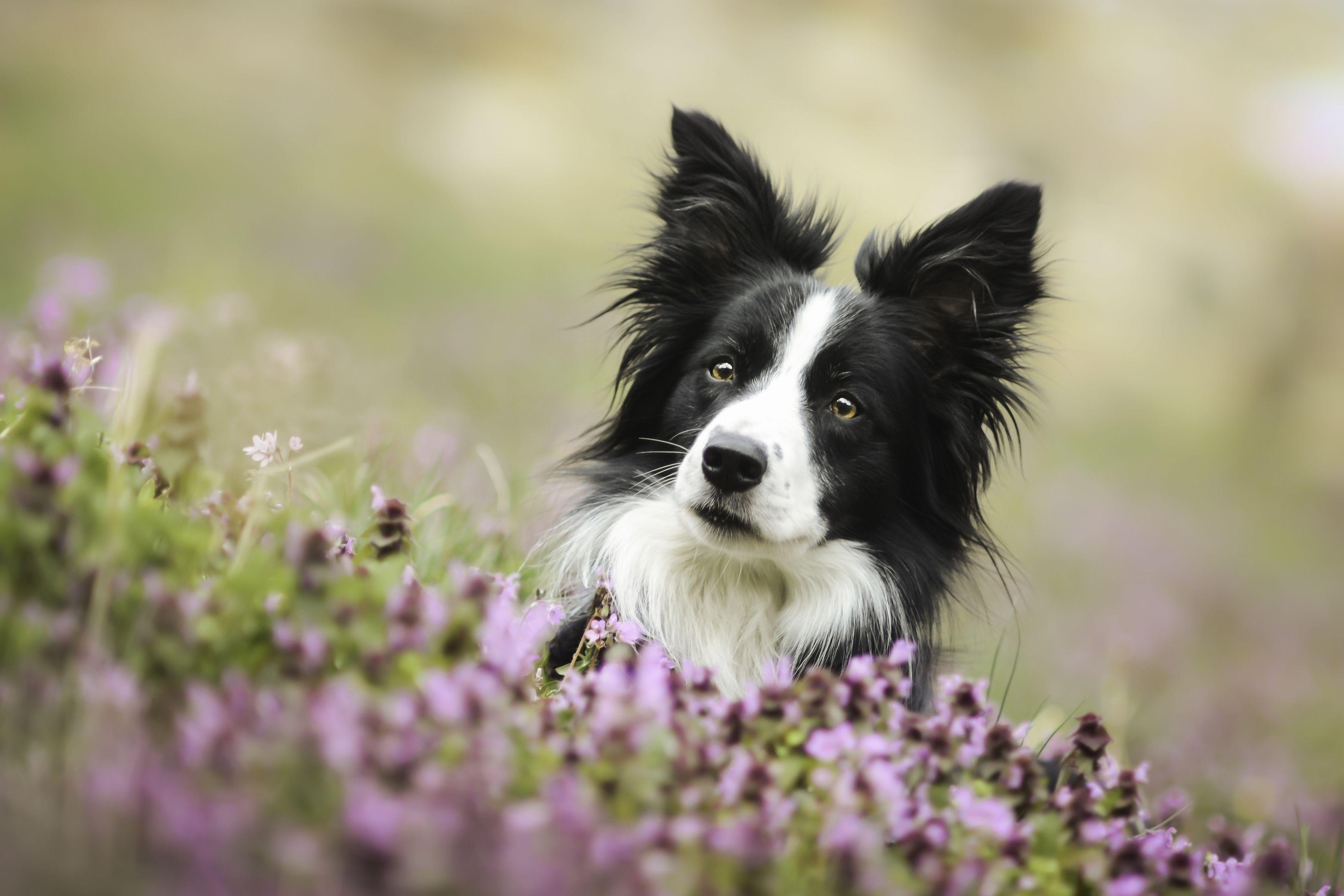 Border Collie, HD, Hundeliebhaber, Tier, Hintergrund, 3600x2400 4K Desktop