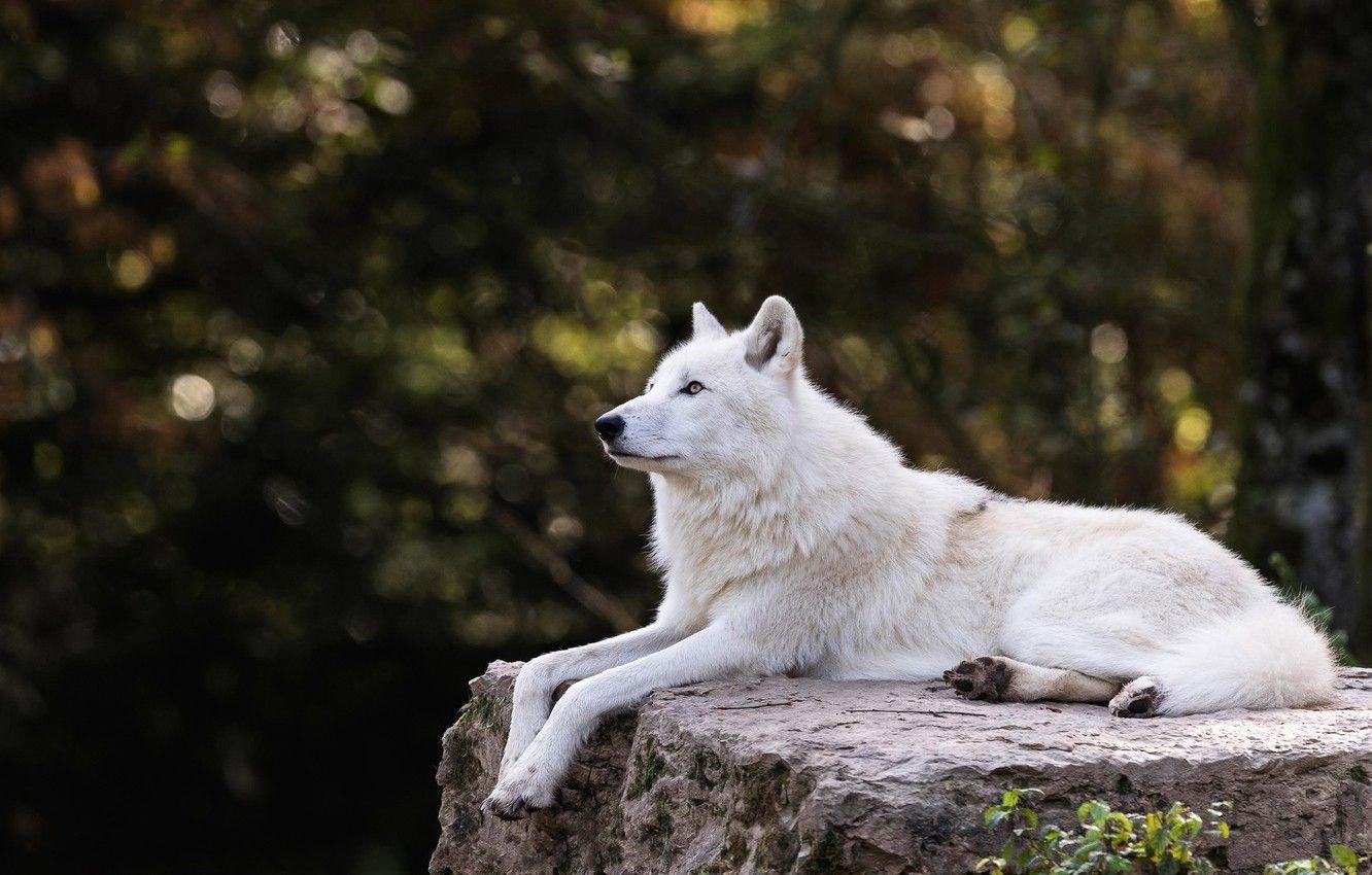 Arktischer Wolf, Weiße Bäume, Äste, Natur, Dunkelheit, 1340x850 HD Desktop