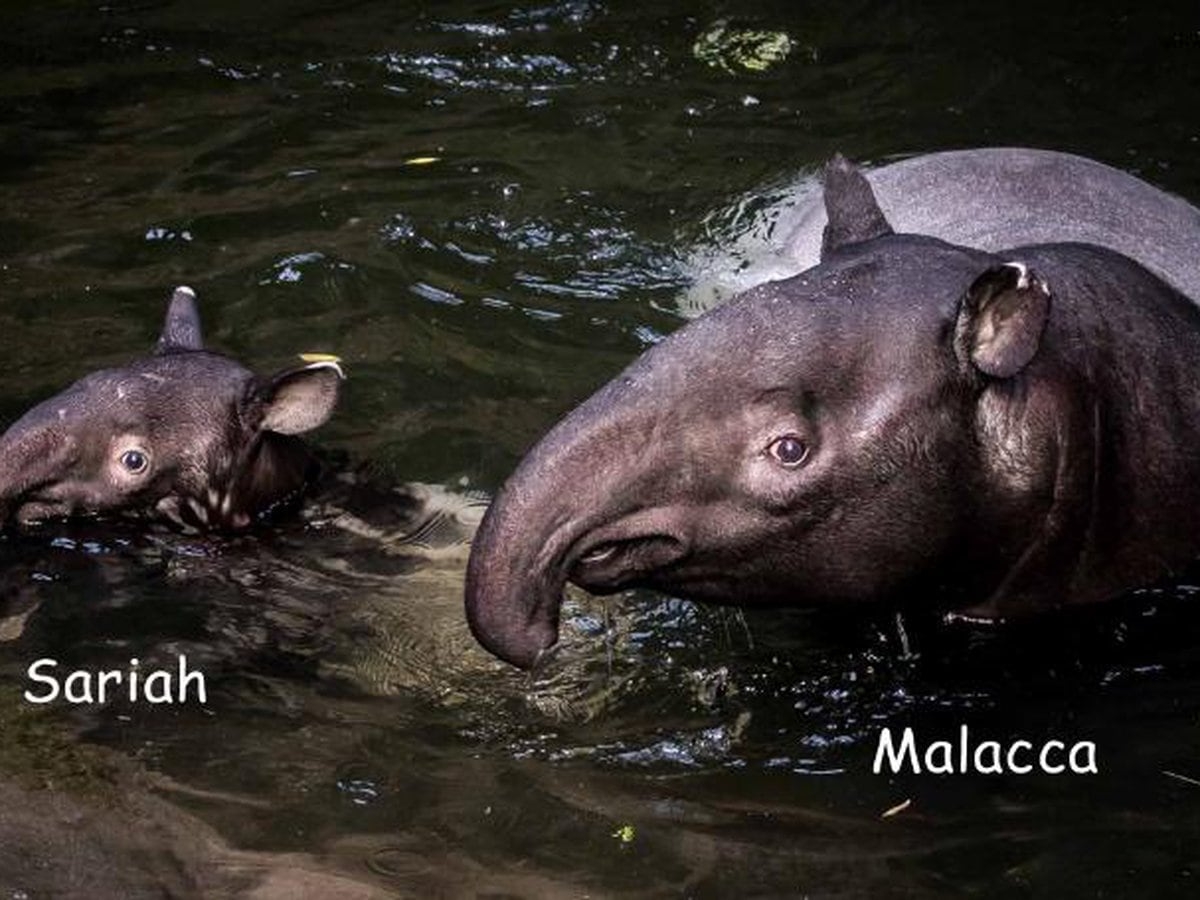 Tapir, Habitat, Omaha, Zoo, Einführen, 1200x900 HD Desktop