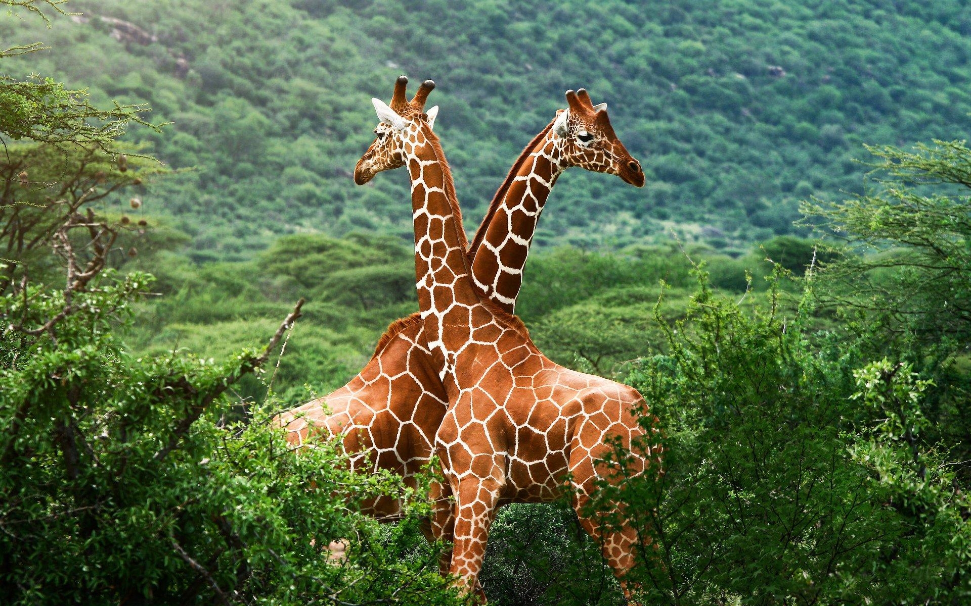 Giraffe, HD, Hintergrundbild, Majestätisch, Tier, 1920x1200 HD Desktop