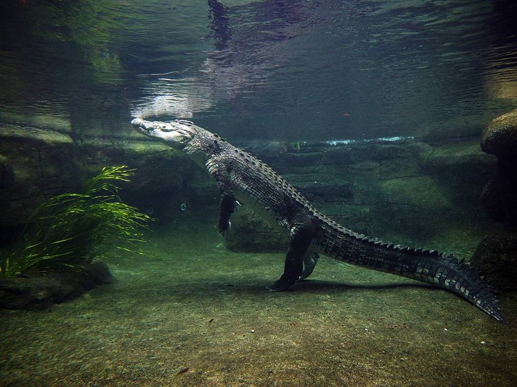 Alligator, 17 x 768, Reptil, Tiere, Hintergrund, 1030x770 HD Desktop