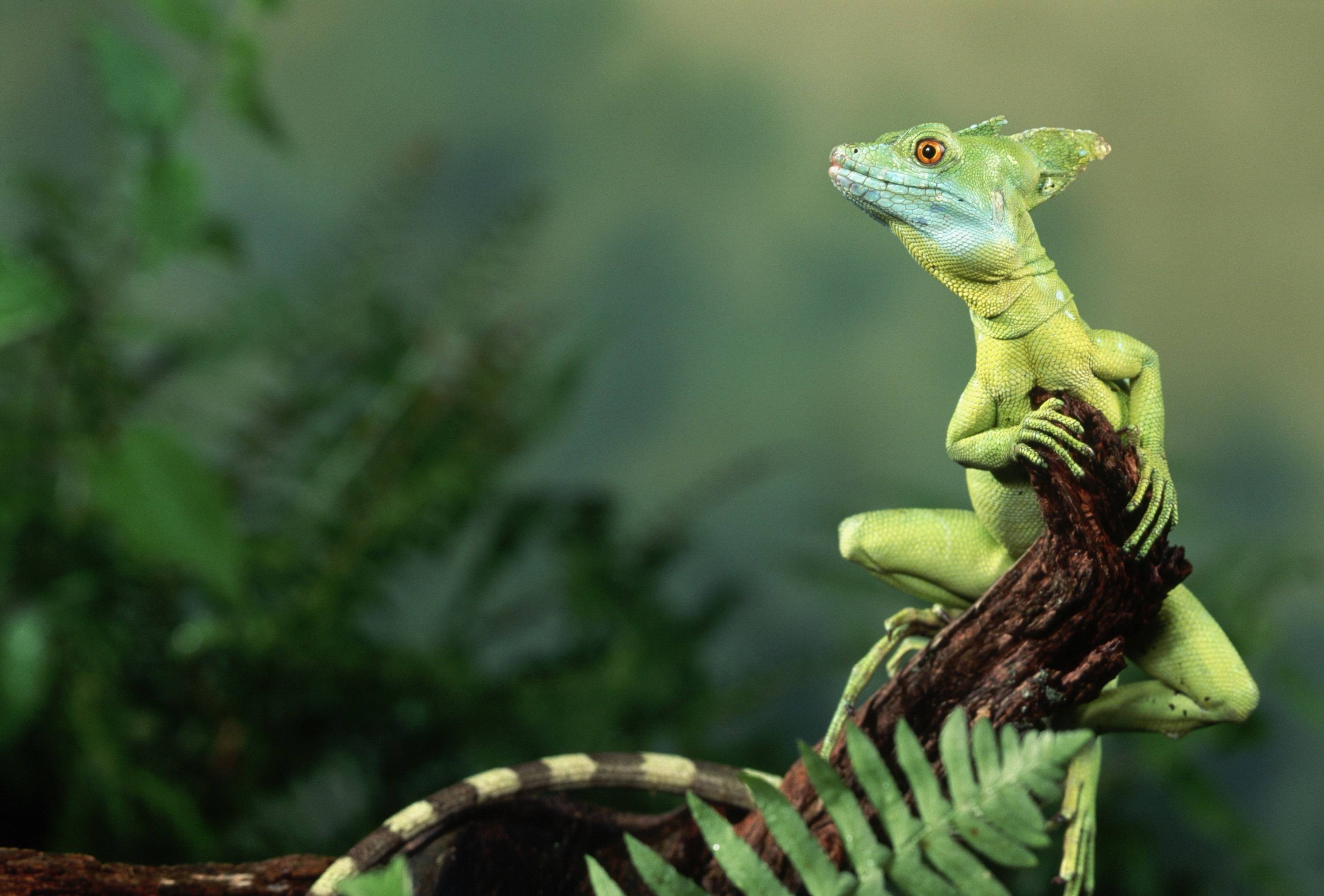 Eidechse, Natur, Reptilien, Hintergrund, HD, 3000x2040 HD Desktop