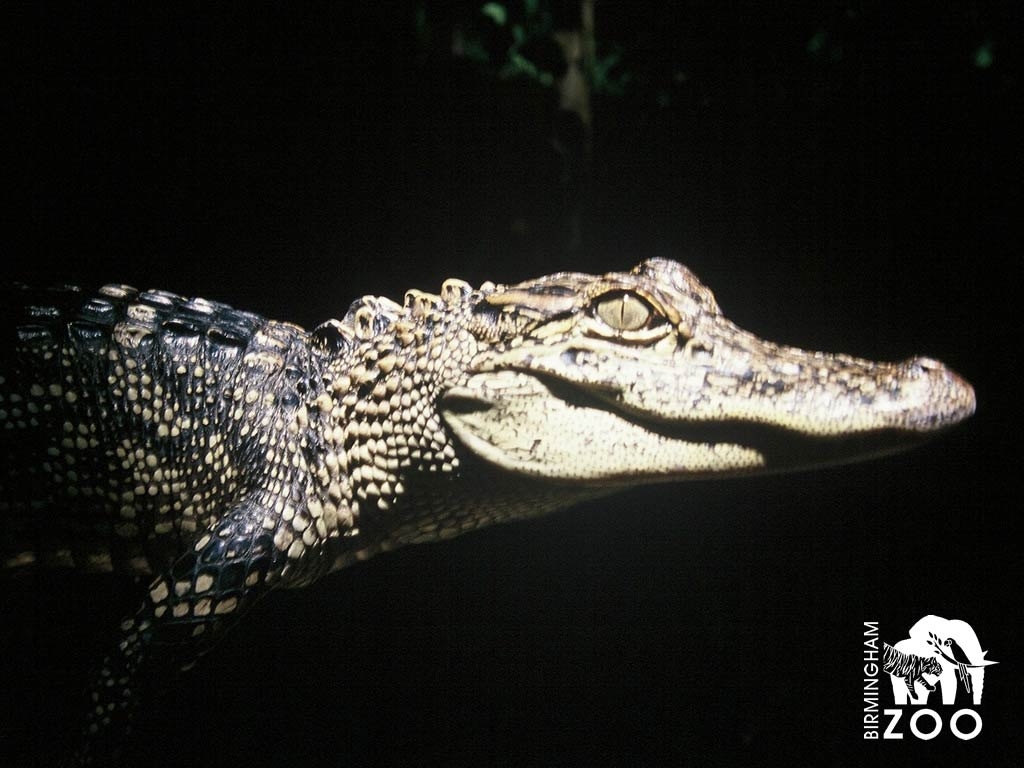 Alligator, Tiere, Hintergrund, Reptilien, Natur, 1030x770 HD Desktop