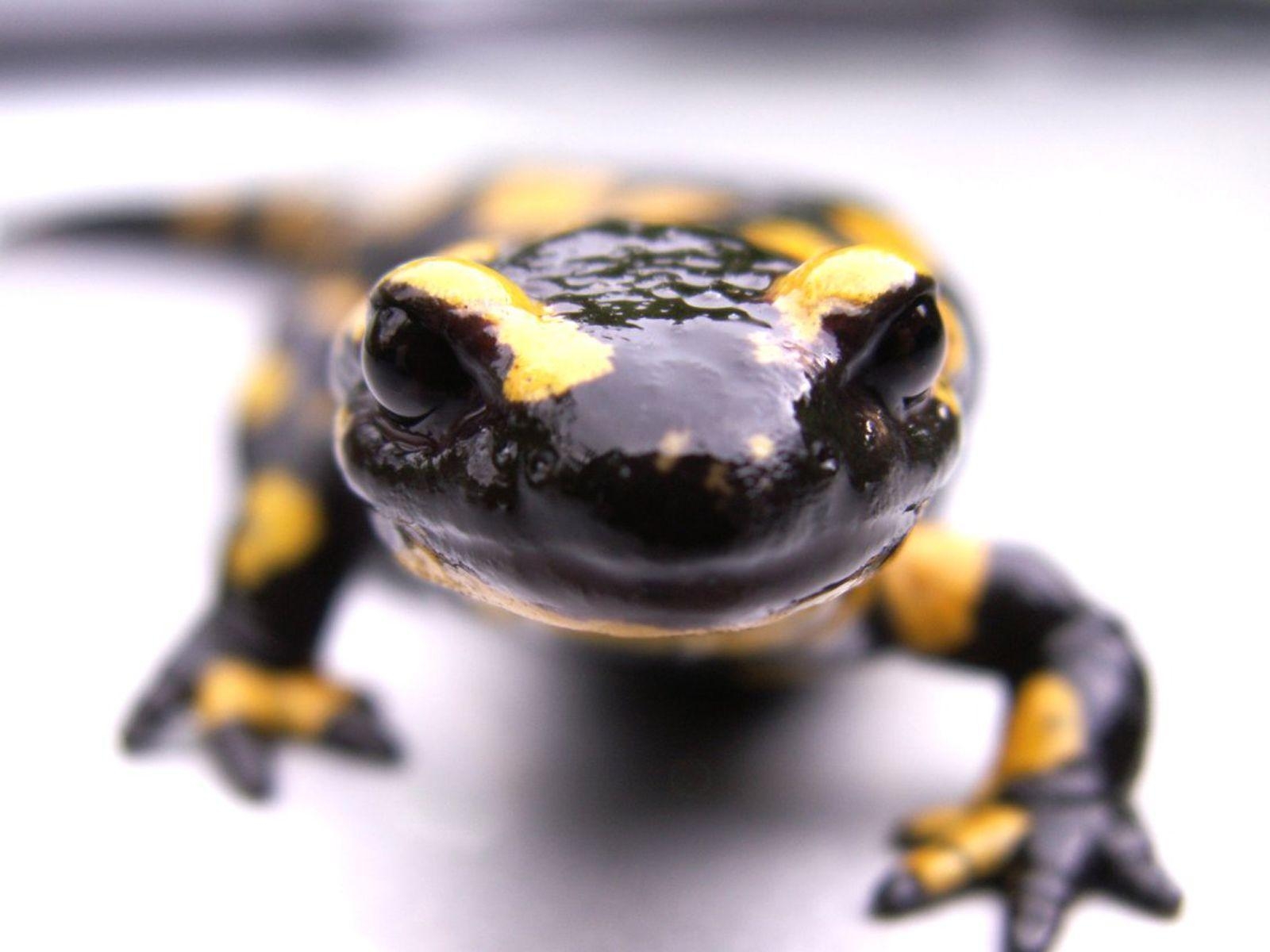 Salamander, Tiere, Hintergrund, Natur, Bild, 1600x1200 HD Desktop