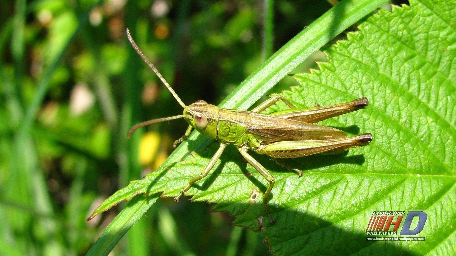 Glühwürmchen, Insekten, Zeichnung, Natur, Tiere, 1920x1080 Full HD Desktop