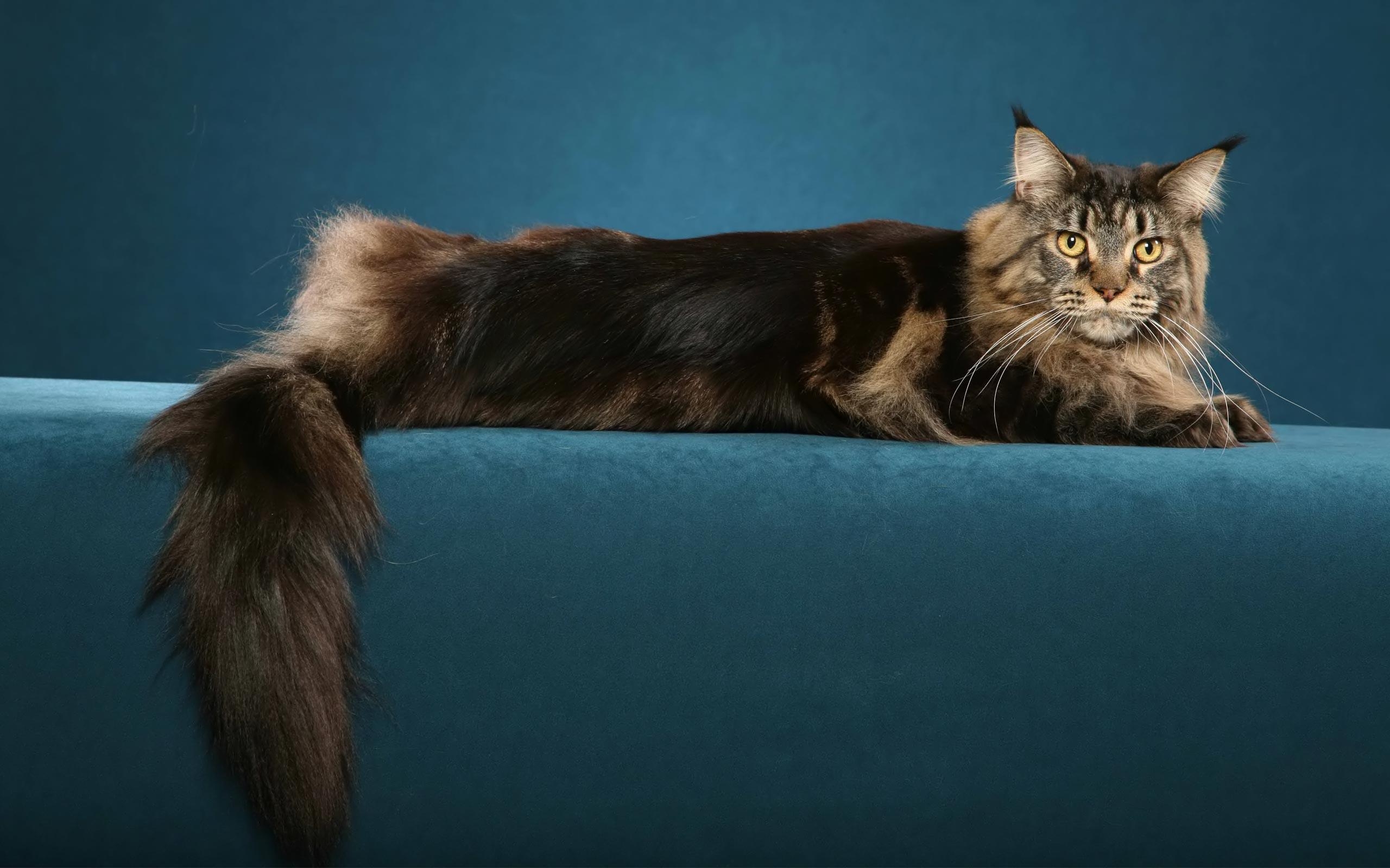 Maine Coon, HD, Hintergrund, Bild, Tiere, 2560x1600 HD Desktop