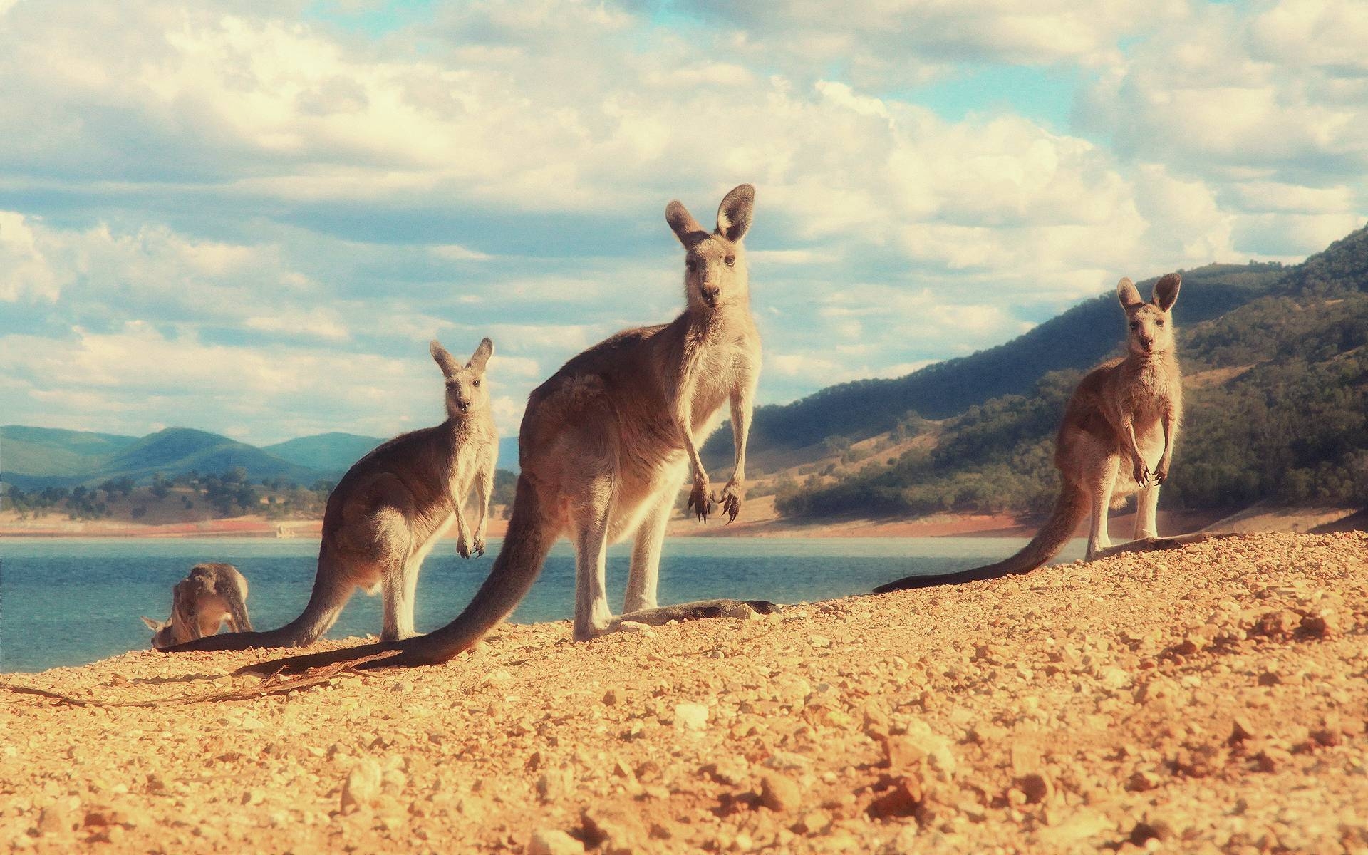 Känguru, Tier, Australien, Bild, Hintergrund, 1920x1200 HD Desktop