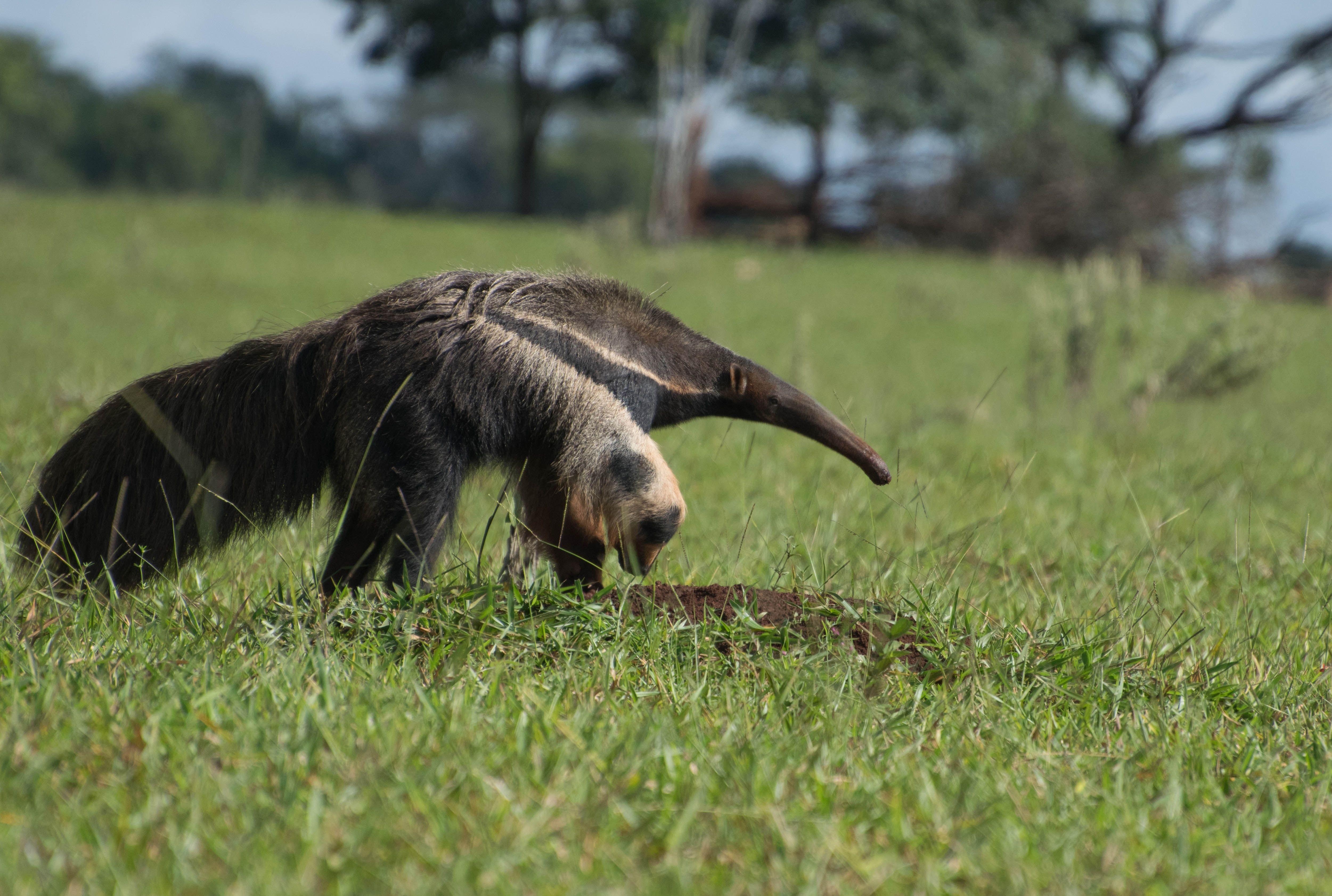 Großer Ameisenbär, Tier, Tamandua, Natur, Exotisch, 5010x3370 4K Desktop